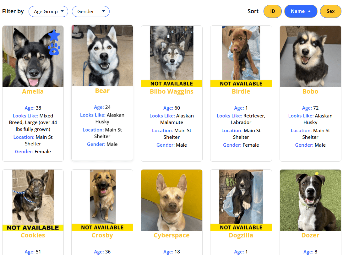 Live search results page displaying adoptable animal cards with photos and details