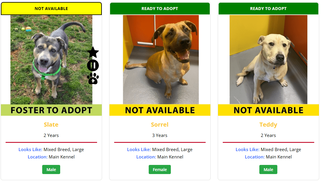 The same PetMatchPro search-results grid of three dog cards, now with dynamic banners that change per animal: a yellow 'NOT AVAILABLE' banner on the on-hold dog (Slate) and green 'READY TO ADOPT' banners on the available dogs (Sorrel, Teddy). Dynamic banners drive each card's banner text and color from an animal field instead of one fixed message.