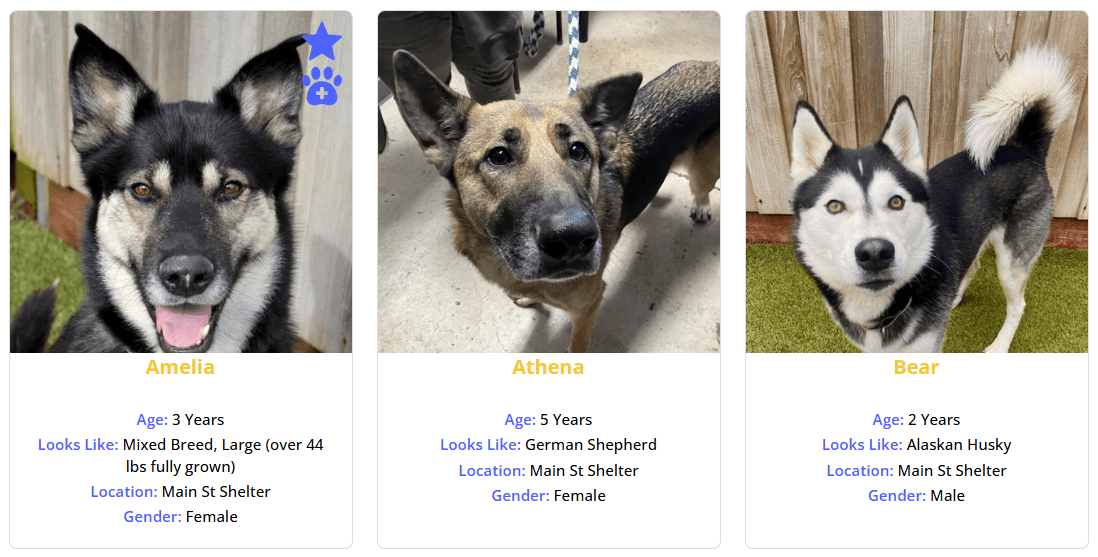 PetMatchPro adopt search results showing three dog cards - Amelia, Athena, and Bear - with Amelia's photo displaying overlay icons in the top-right corner including a star and paw print icons, demonstrating how icon overlays appear on search result images when enabled.