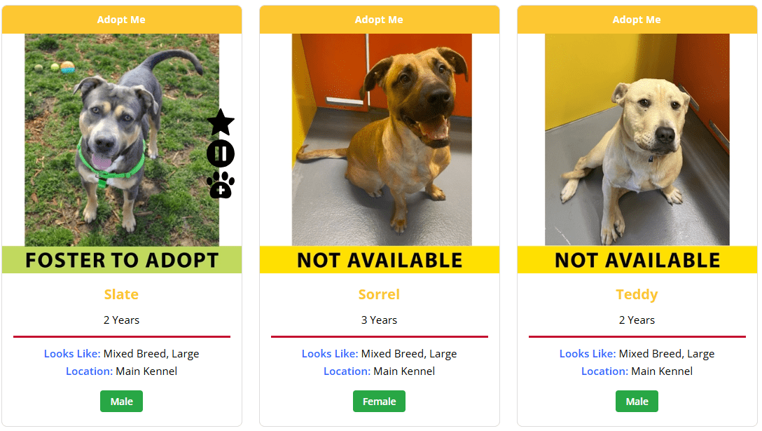 A PetMatchPro search-results grid of three adoptable dog cards (Slate, Sorrel, Teddy), each showing the identical static 'Adopt Me' banner in amber across the top. A static banner displays the same text and color on every card regardless of the animal's status.