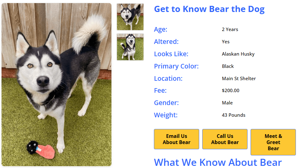 Adopt detail page showing auto-generated title: Get to Know Bear the Dog
